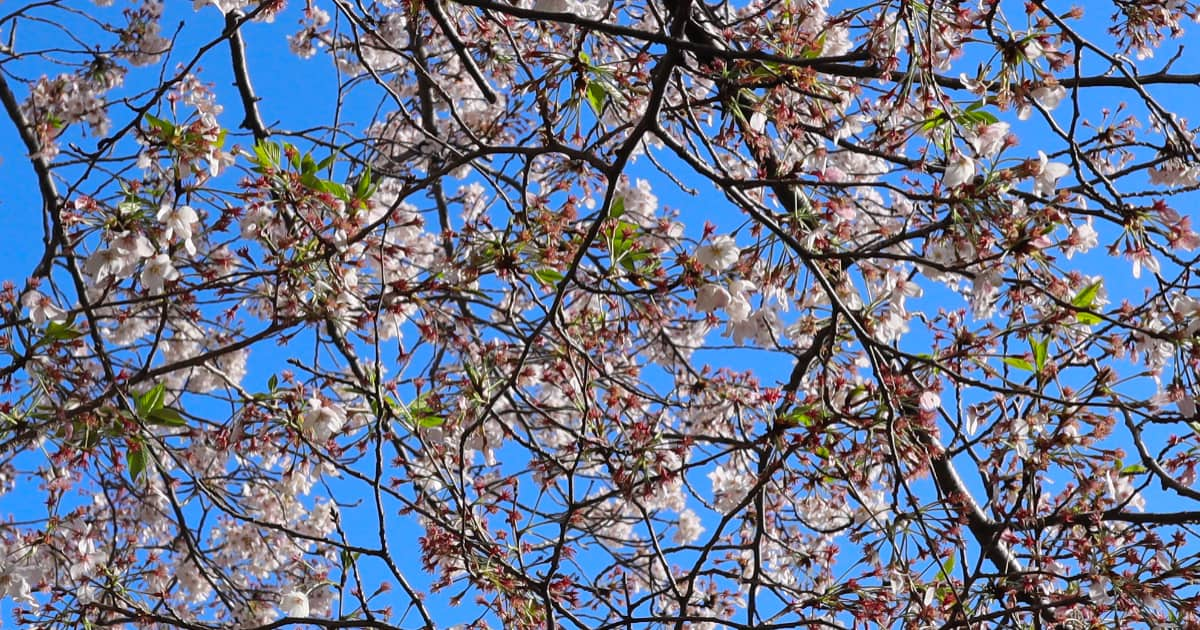 Cherry blossom blooming